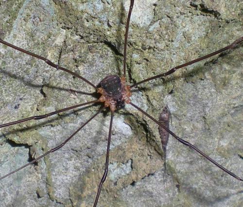 Leiobunum apenninicum