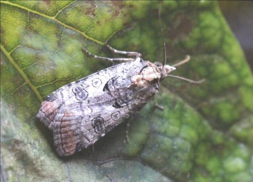Réf. 192 669 : Epilecta linogrisea