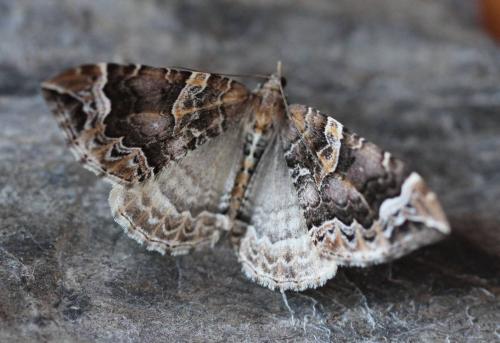 Réf. 192 767 : Eulithis prunata
