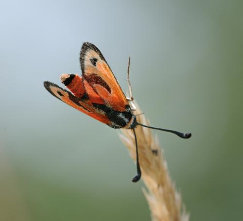 Zygaena fausta