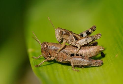 Pezotettix giornae