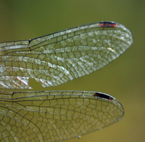 Sympetrum sanguineum