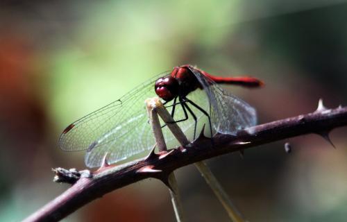 Sympetrum sanguineum