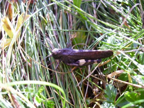 Réf. 192 845 : Psophus stridulus stridulus