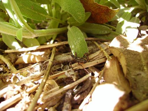 Rhynocoris sp.