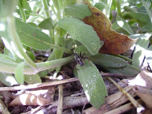 Rhynocoris sp.