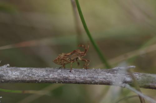Coreus marginatus