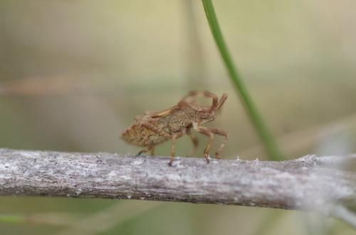 Coreus marginatus