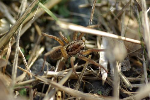 Hogna radiata