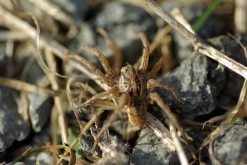 Hogna radiata
