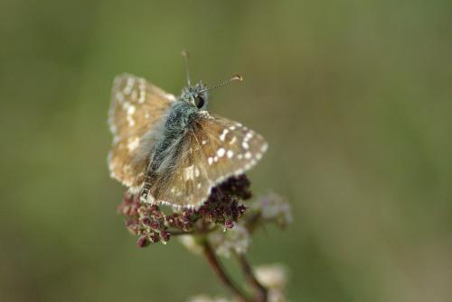 Réf. 192 613 : Pyrgus sp.