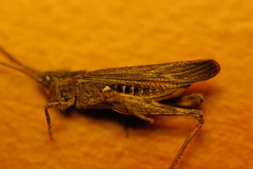 Chorthippus sp.