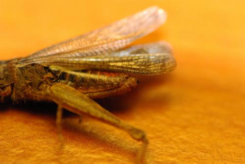 Chorthippus sp.