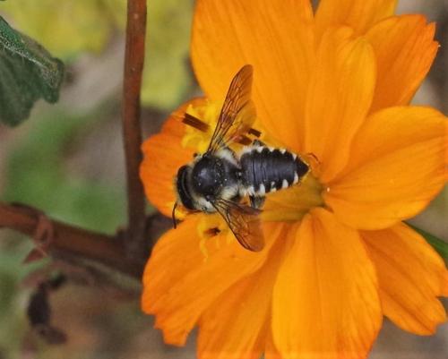 Megachile octosignata