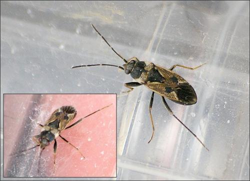 Rhyparochromus vulgaris