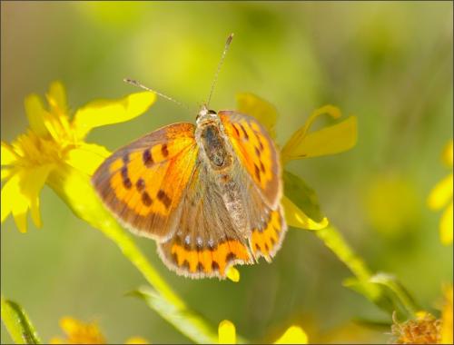 Réf. 192 768 : Lycaena phlaeas