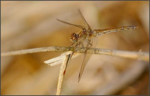 Sympetrum meridionale