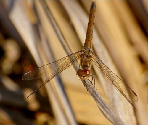 Sympetrum meridionale