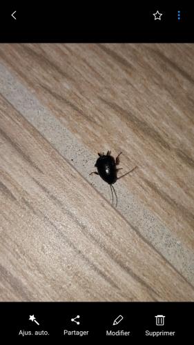 Loboptera sp.