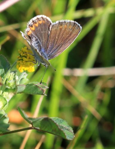 Plebejus argyrognomon