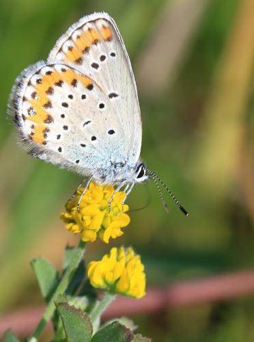 Plebejus argyrognomon