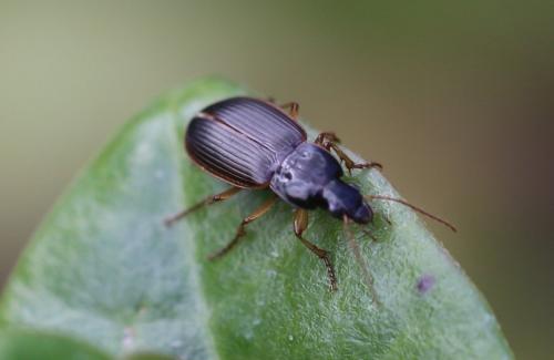 Calathus circumseptus