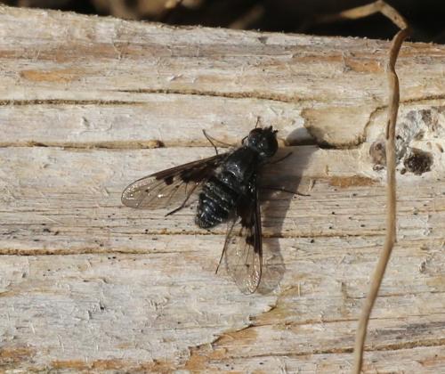 Réf. 192 581 : Anthrax trifasciatus