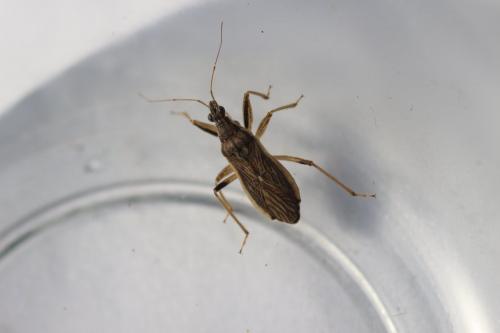 Himacerus major