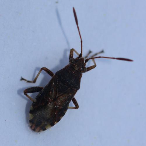 Stictopleurus sp.