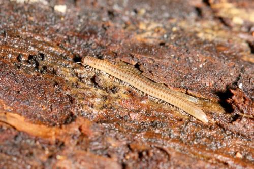 Réf. 192 397 : Cylindroiulus punctatus