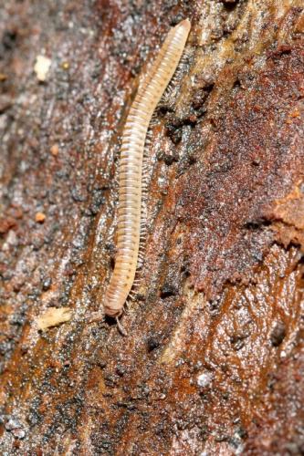 Cylindroiulus punctatus