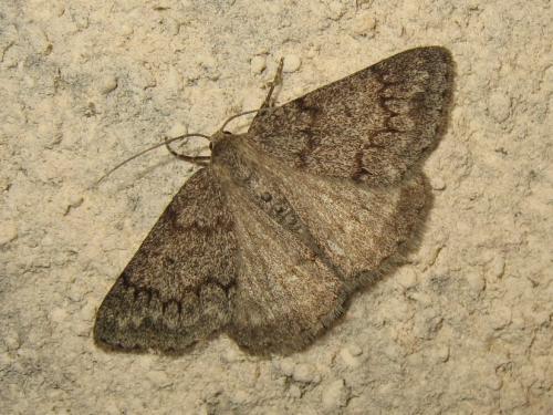 Pseudoterpna coronillaria