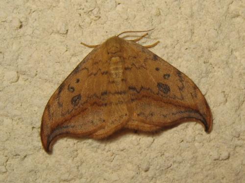 Drepana falcataria
