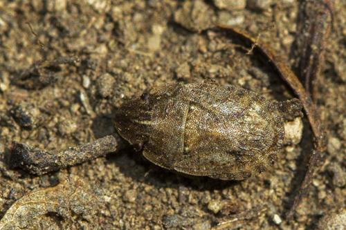Réf. 192 822 : Sciocoris cursitans