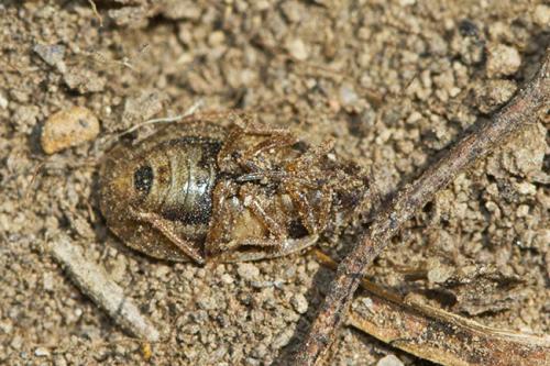 Sciocoris cursitans