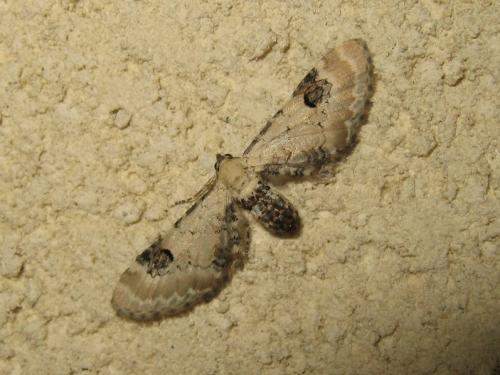 Eupithecia centaureata