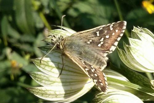 Réf. 192 546 : Pyrgus alveus