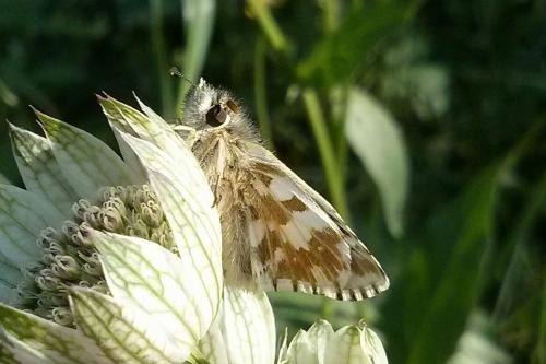 Réf. 192 547 : Pyrgus alveus