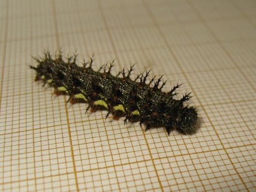 Vanessa atalanta