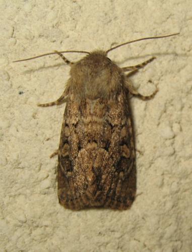 Réf. 192 981 : Luperina testacea