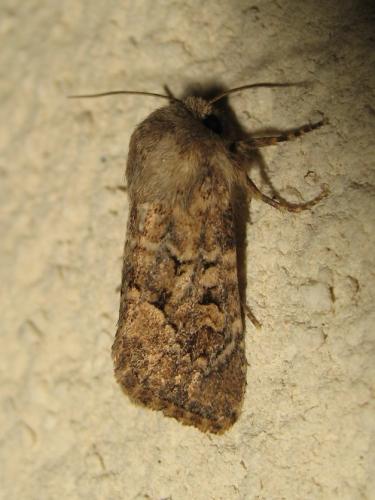 Réf. 192 980 : Luperina testacea