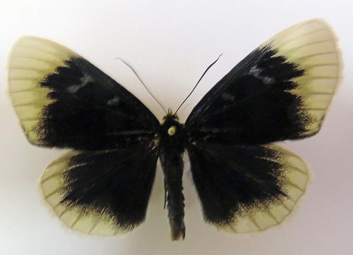 Réf. 192 961 : Scrobigera albomarginata