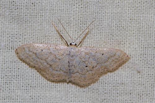 Réf. 192 708 : Idaea obsoletaria