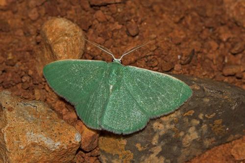 Réf. 192 715 : Xenochlorodes olympiaria