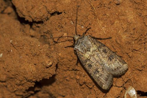Agrotis clavis