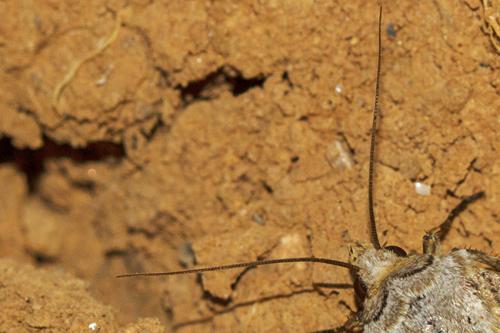 Agrotis clavis