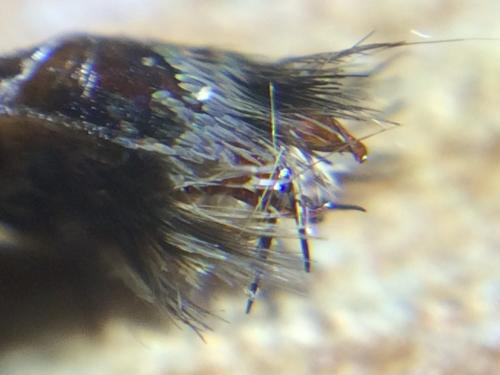 Hipparchia fagi