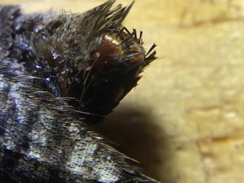 Hipparchia genava