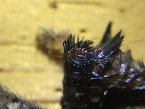 Hipparchia genava