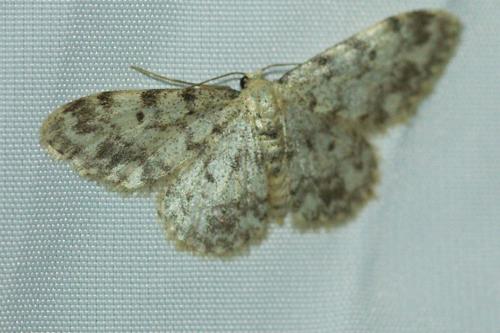 Réf. 192 351 : Idaea contiguaria
